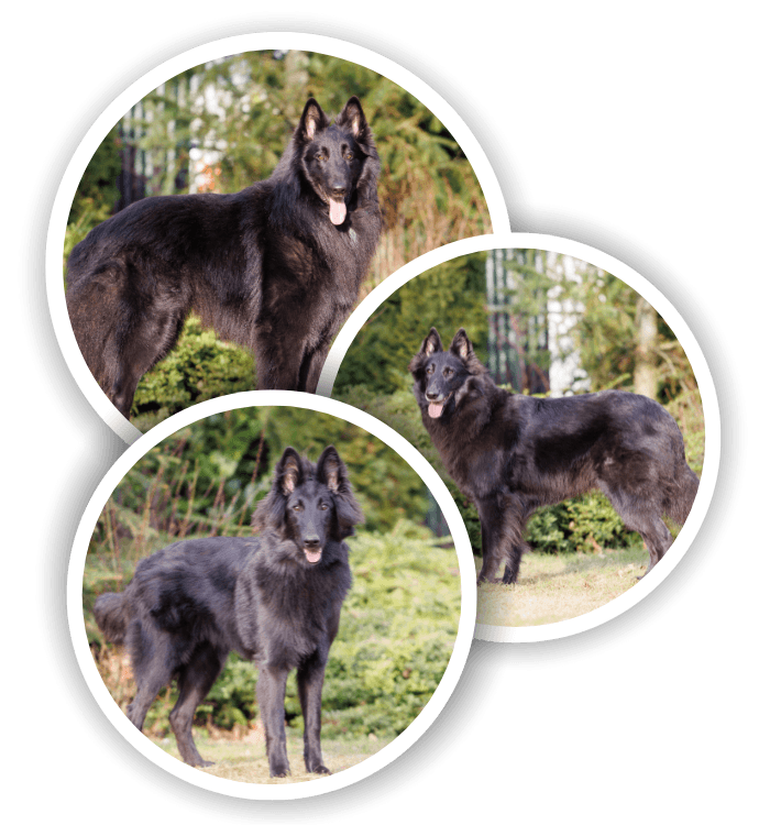Nikaylo, Nikita & Nyra
